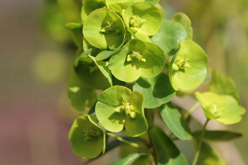 euforbia