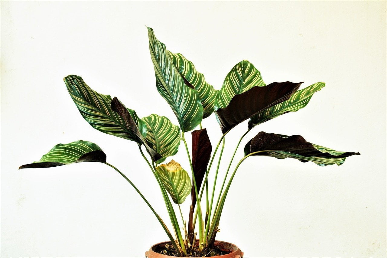 aspidistra