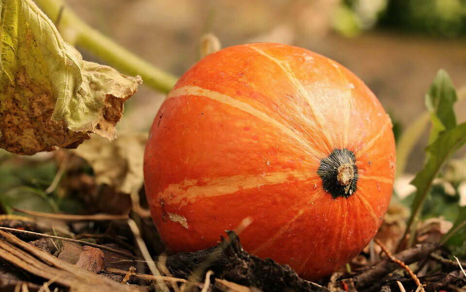 giardino novembre