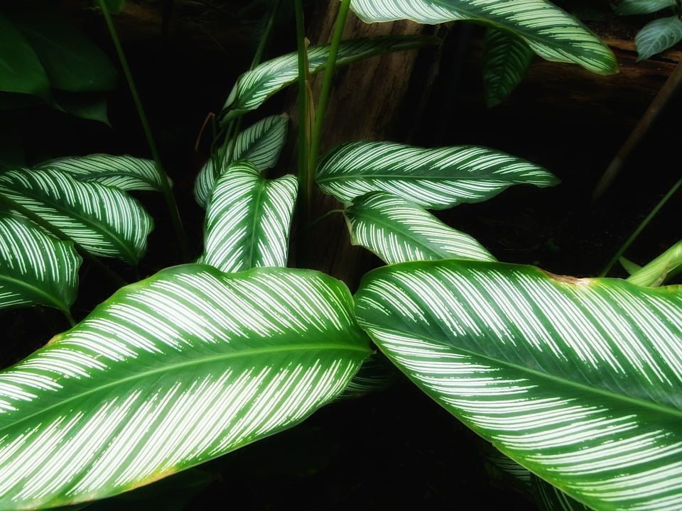 Calathea orbifolia