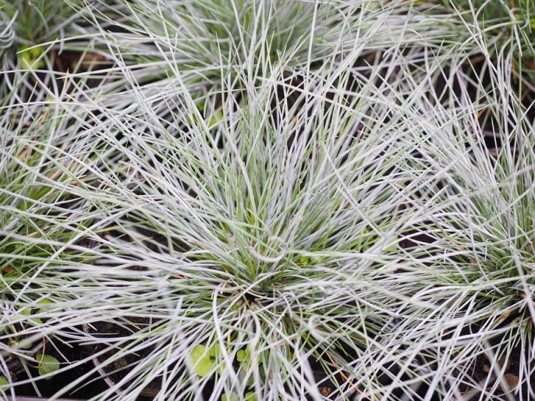 Pianta Con Foglie Lunghe E Sottili Da Esterno Pianta Con Foglie Lunghe E Sottili Da Esterno Areca Plantas Piante