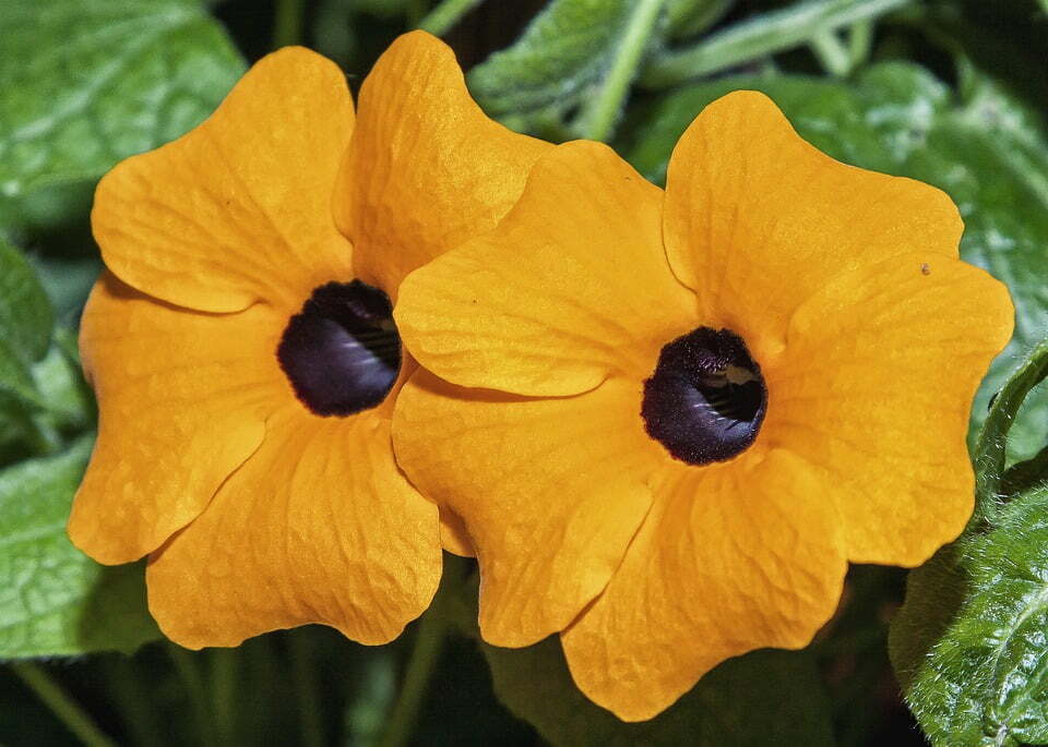 Thunbergia: come coltivare questo rampicante